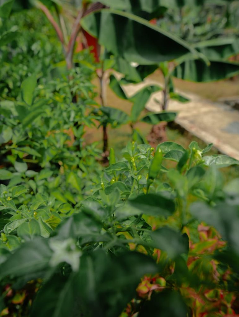 farm 2